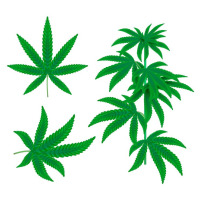 botanical-cannabis-leaves_23-2148770097